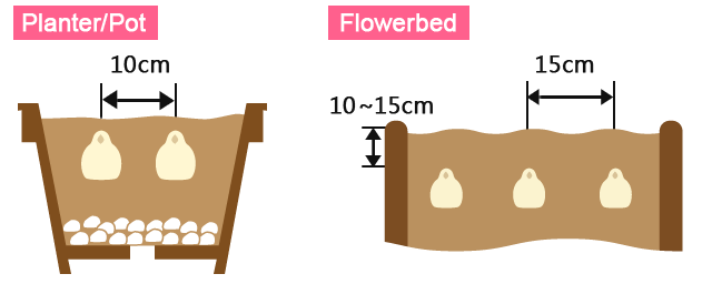 Planting in pots,Planting in flowerbeds