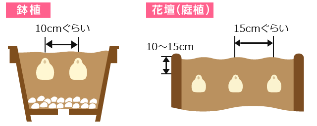 鉢植／花壇（庭植）