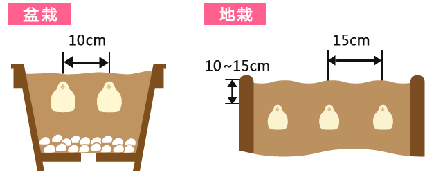 鉢植／花壇（庭植）