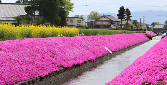 新屋敷芝櫻祭