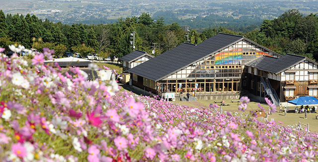 TONAMI夢之平波斯菊展