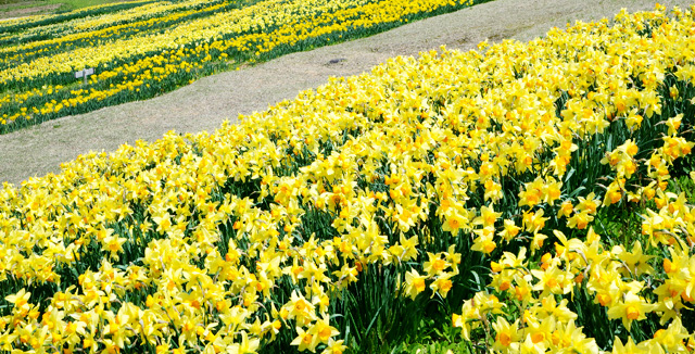 栴檀山水仙蕎麥祭