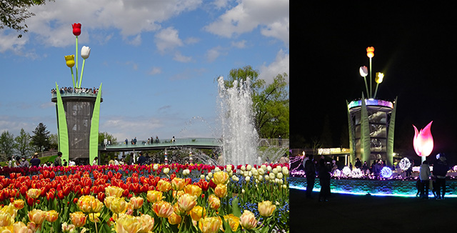 礪波鬱金香公園