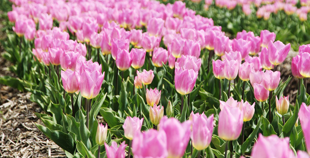 散居村和鬱金香