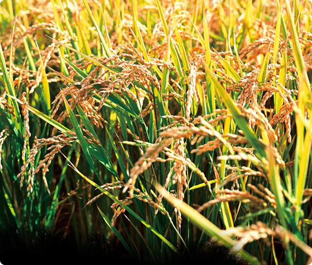 稻種